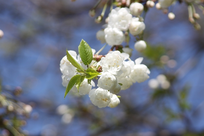 Printemps 2009 - La Tour - 064